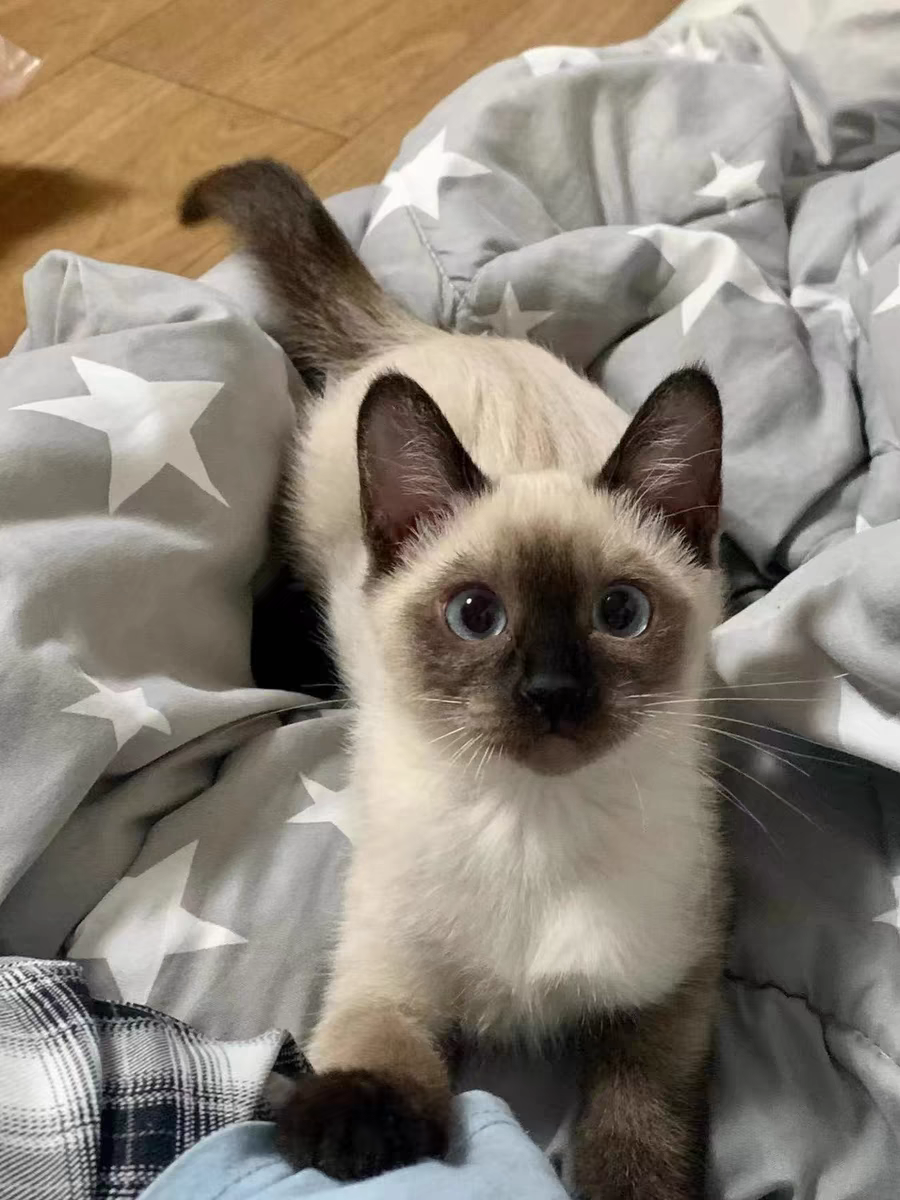 猫舍直销批发价格出售暹罗猫